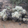 Opuntia tunicata