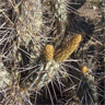 Miqueliopuntia miquelii (Opuntia miquelii)