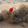 Cumulopuntia sphaerica (Opuntia berteri)