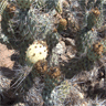 Miqueliopuntia miquelii (Opuntia miquelii)