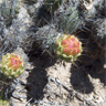 Cumulopuntia sphaerica (Opuntia berteri)