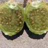 Miqueliopuntia miquelii (Opuntia miquelii)