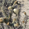 Miqueliopuntia miquelii (Opuntia miquelii)
