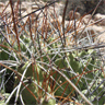 Cumulopuntia boliviana ssp echinacea