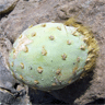 Miqueliopuntia miquelii (Opuntia miquelii)