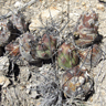 Cumulopuntia boliviana ssp echinacea