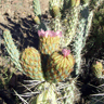 Miqueliopuntia miquelii (Opuntia miquelii)