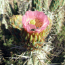 Miqueliopuntia miquelii (Opuntia miquelii)