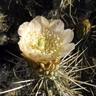 Miqueliopuntia miquelii (Opuntia miquelii)