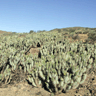 Miqueliopuntia miquelii (Opuntia miquelii)